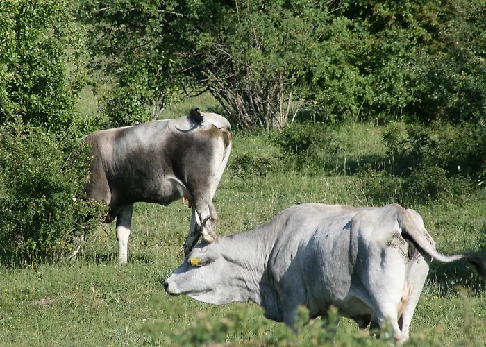 Hotel Pietrapanna Calvello